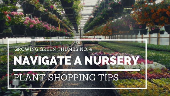 Plant shopping tips to make your next trip to the nursery easy.