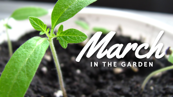Garden tasks that you should be doing this March.