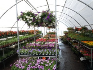 Don't rush your plant shopping trip. Nurseries and garden centres offer a lot of great resources and inspiration.