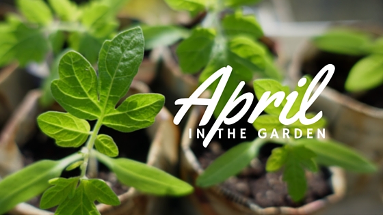 Garden tasks that you should be doing this April.