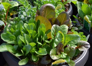 Leafy vegetables are perfect for small space gardening because they don't take up lots of space.