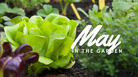 Garden tasks that you should be doing this May.