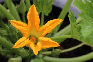 Squash Flower