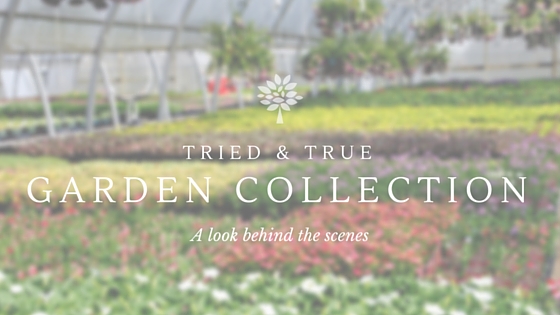 A look behind the scenes at the production of our Tried & True Garden Collection