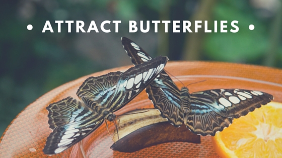 Attract Butterflies