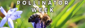 National-Pollinator-Week