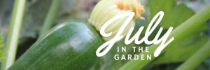 Garden tasks that you should be doing this July.
