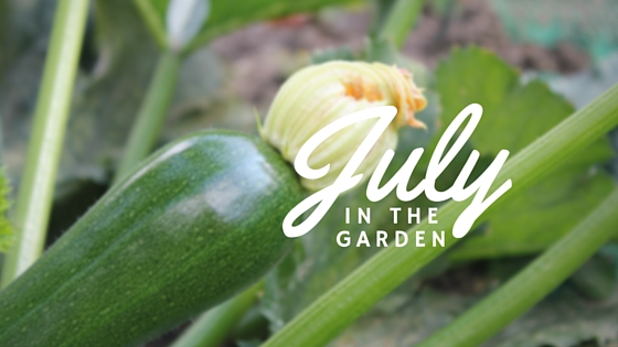 Garden tasks that you should be doing this July.