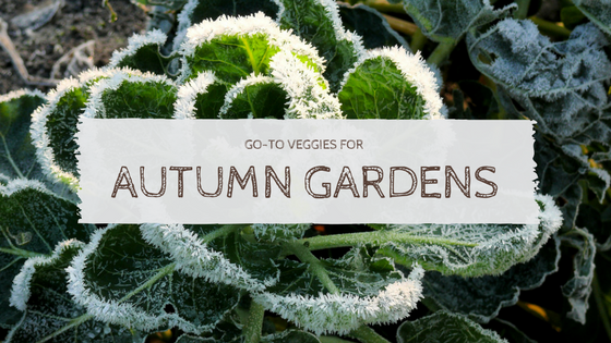 Go-To Veggies for Autumn Gardens