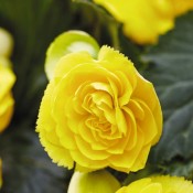 Begonia Nonstop Joy Yellow