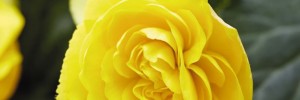 Begonia Nonstop Joy Yellow