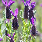 Lavender Bandera