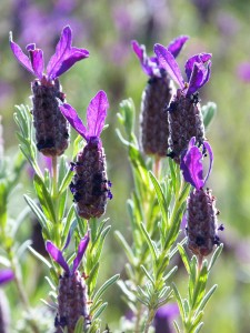 Lavender Bandera