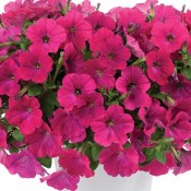 T&T Petunia SunPassion Candy Pink