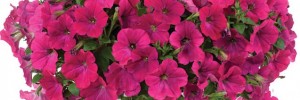 T&T Petunia SunPassion Candy Pink