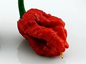 Trinidad Scorpion Hot Pepper