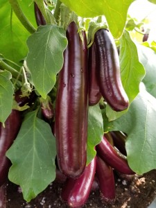 Eggplant Hansel