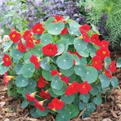 Ediblossoms Nasturtium Baby Red