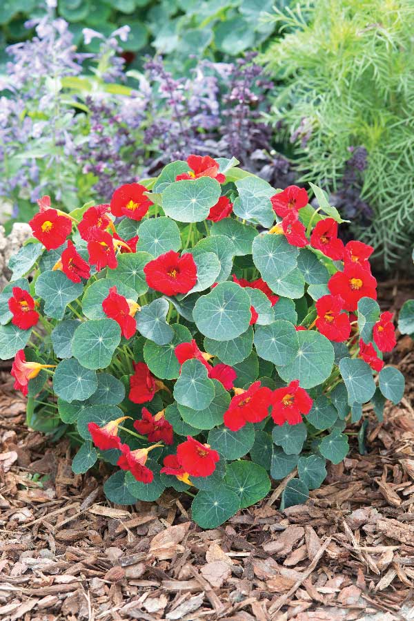 TotS Ediblossom Nasturtium Baby Red