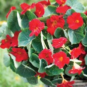 Ediblossoms Nasturtium Baby Red