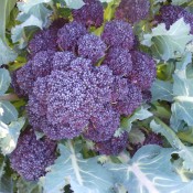 Red Fire F1 Sprouting Broccoli