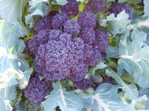 Red Fire F1 Sprouting Broccoli