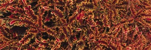 Coleus Stained Glassworks Kiwi Fern
