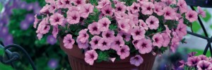 GGG-Sweet-Petunia-1024x741