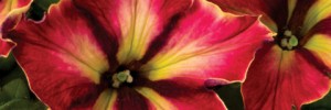 T&T Petunia Crazytunia Mandeville