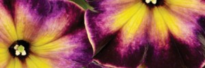 T&T Petunia Crazytunia Moonstruck