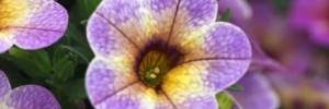 T&T Calibrachoa Chameleon Blueberry Scone