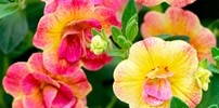 T&T Calibrachoa Chameleon Double Pink & Yellow