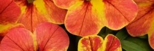 Calibrachoa Chameleon Indian Summer
