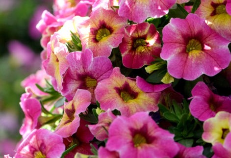 Calibrachoa Chameleon Lemon Berry