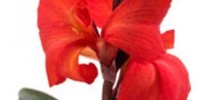T&T Canna Cannova Bronze Orange