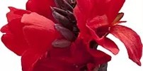 T&T Canna Cannova Bronze Scarlet