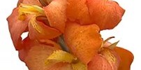 T&T Canna Cannova Orange Shades