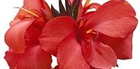 T&T Canna Cannova Red Shades