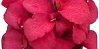 T&T Canna Cannova Rose 1
