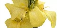 T&T Canna Cannova Yellow