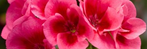 T&T Geranium Calliope Rose Mega Splash
