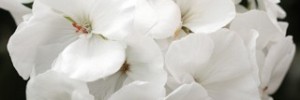 T&T Geranium Calliope White