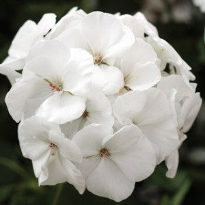 T&T Geranium Calliope White
