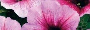 T&T Petunia SunPassion Cherry Vein