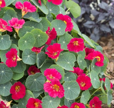 TotS Ediblossoms Nasturtium Baby Rosé 