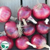Onion Cabernet