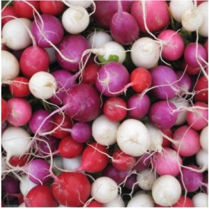 Radish Colourful Mix