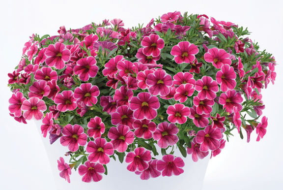 Calibrachoa Sweet Chimes Cherry Vanilla