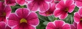 Calibrachoa Sweet Chimes Cherry Vanilla