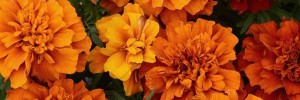 Marigold Fireball